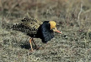 Pugnax: Ruff - Male on Lek in Oblique Display