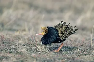 Pugnax: Ruff - Male on Lek in Oblique Display