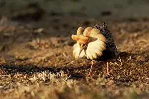 Ruffs: Ruff - male in mating display