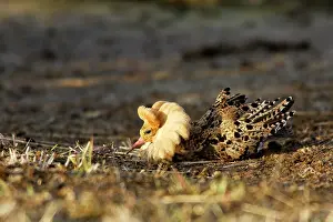 Ruffs: Ruff - male in mating display