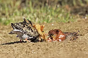 Ruffs: Ruff - male in mating display
