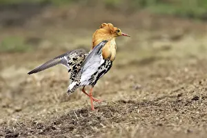 Ruffs: Ruff - male in mating display