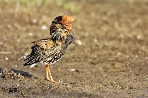 Ruffs: Ruff - male in mating display