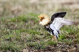 Ruffs: Ruff - male in mating display