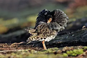 Ruffs: Ruff - male in mating display