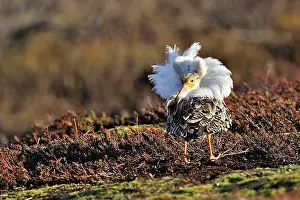 Ruffs: Ruff - male in mating display