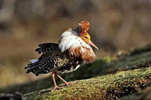 Pugnax: Ruff - male in mating display