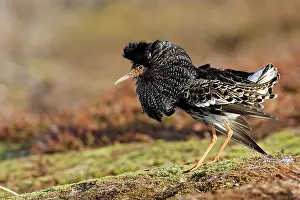 Pugnax: Ruff - male in mating display