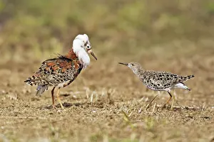 Communicatioin: Ruff - male in mating display with female