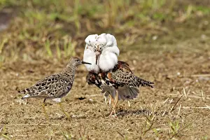 Ruffs: Ruff - male in mating display with female