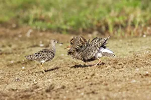 Ruffs: Ruff - male in mating display with female
