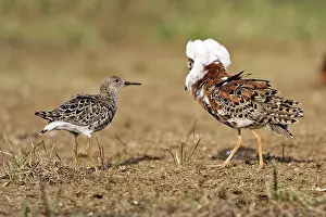 Ruffs: Ruff - male in mating display with female