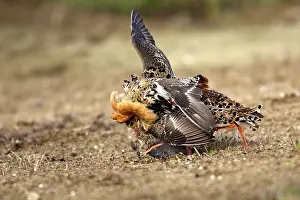 Ruffs: Ruff - male mating with female