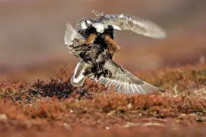 Ruffs: Ruff - two males in breeding plumage fighting