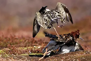 Ruffs: Ruff - two males in breeding plumage fighting