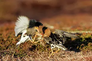 Ruffs: Ruff - two males in breeding plumage fighting