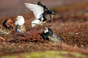 Pugnax: Ruff - two males in breeding plumage fighting