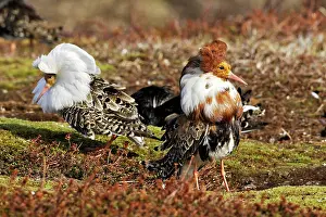 Ruffs: Ruff - males in breeding plumage in mating display