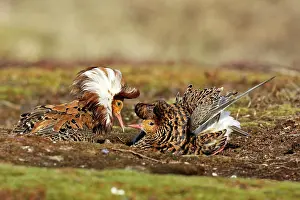 Ruffs: Ruff - males in breeding plumage in mating display