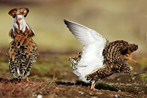 Ruffs: Ruff - males in breeding plumage in mating display