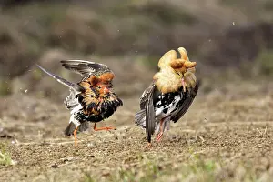 Ruffs: Ruff - males confrontation during mating display