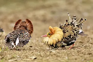 Ruffs: Ruff - males in mating display