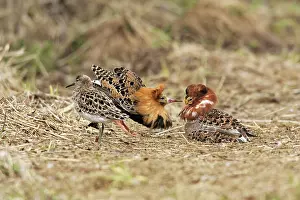 Ruffs: Ruff - males in mating display with female