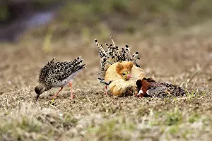 Ruffs: Ruff - males in mating display with female