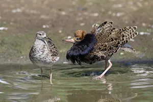 110121: Ruff - pair courting - Germany