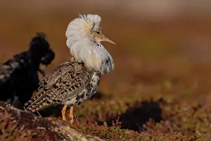 Splendid: Ruff (Philomachus pugnax), 2 males, splendid plumage