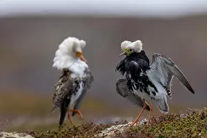 Decorated: Ruff (Philomachus pugnax), 2 males, splendid plumage