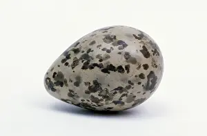 Pugnax: Ruff (Philomachus pugnax) close up of egg