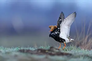 Xd6sterbotten: Ruff