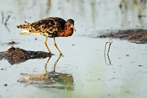 Biebrza: Ruff