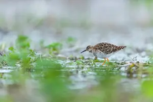 Pugnax: Ruff (Philomachus pugnax) female