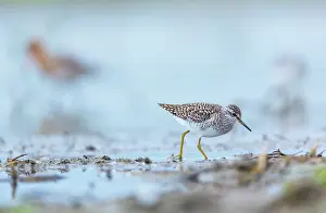 Pugnax: Ruff (Philomachus pugnax) female
