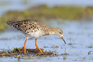 Searching: Ruff, (Philomachus pugnax), female searching for food on a moor