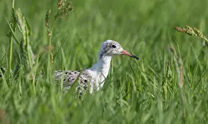 Eemland: Ruff
