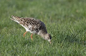 Eemland: Ruff