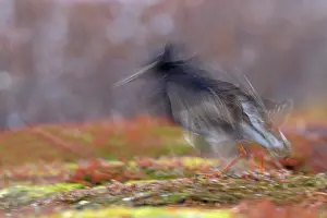 Raining: Ruff