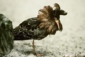 Pugnax: Ruff (Philomachus pugnax) male displaying