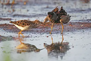 Biebrza: Ruff