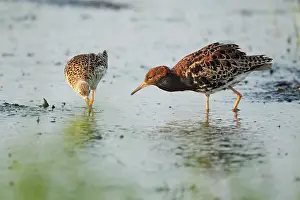 Biebrza: Ruff