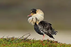 Finnmark: Ruff (Philomachus pugnax), male in nuptial plumage
