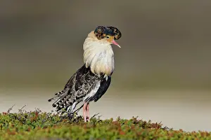 Finnmark: Ruff (Philomachus pugnax), male in nuptial plumage
