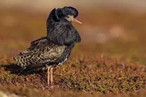 Decorated: Ruff (Philomachus pugnax), male, splendid plumage