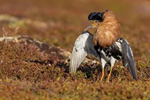 Decorated: Ruff (Philomachus pugnax), male, splendid plumage