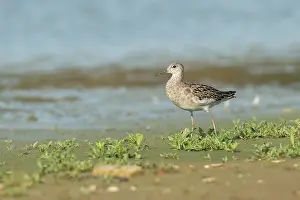 Inlaag: Ruff