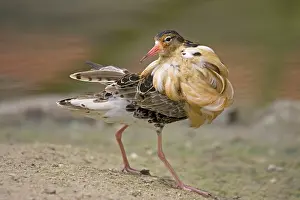 Anglia: Ruff