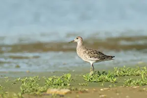 Zeeland: Ruff
